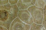 Polished Fossil Coral (Actinocyathus) - Morocco #100659-1